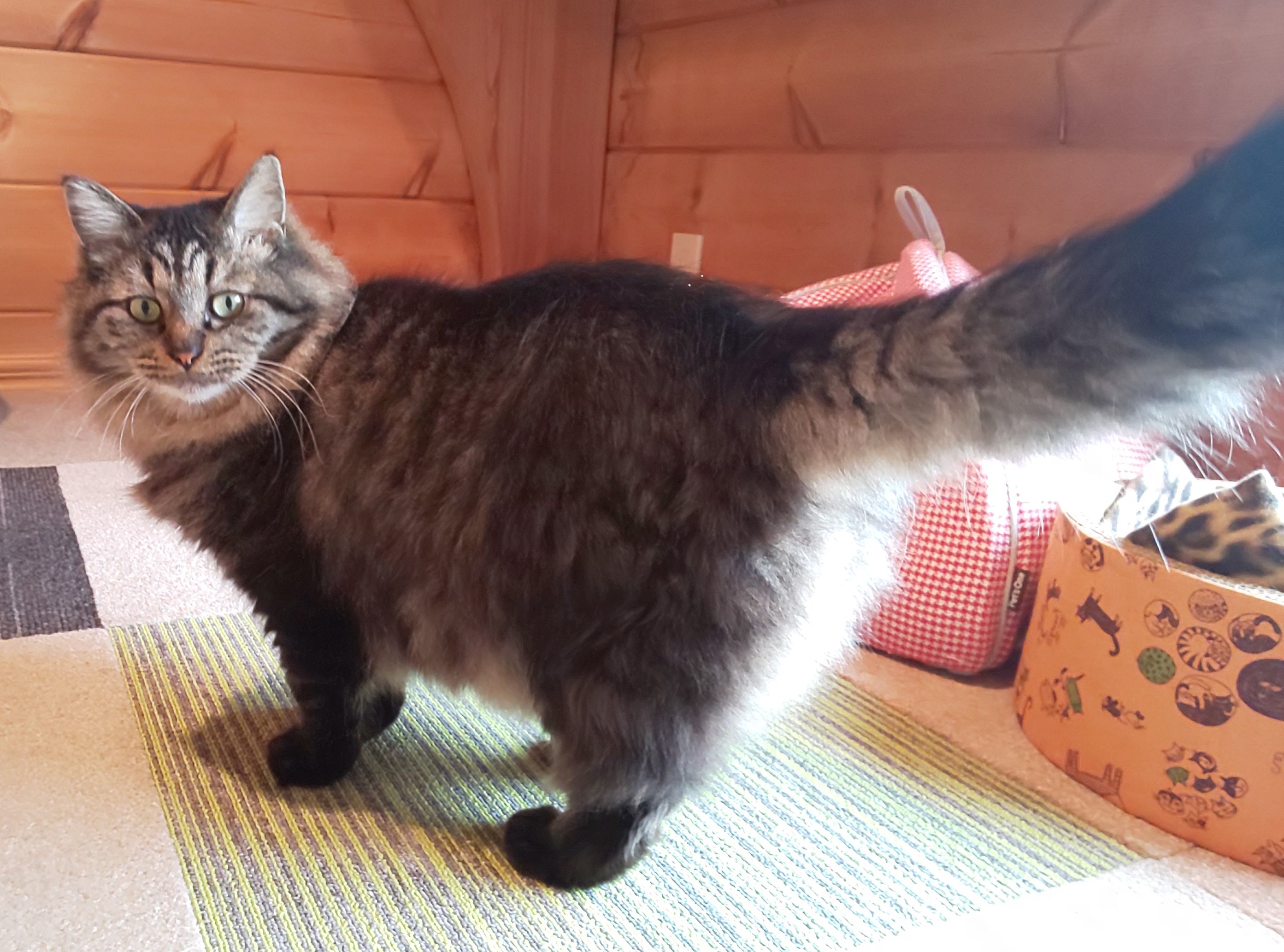 ねこスタッフ 三重県のねこカフェ ねこ達のいえ ねこ達のいえ